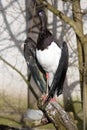 Abdi's stork, Ciconia abdimii, standing on a branch Royalty Free Stock Photo