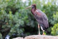 Abdim`s Stork - Ciconia abdimii - also known as the White-bellied Stork, a stork belonging to the family Ciconiidae