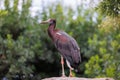 Abdim`s Stork - Ciconia abdimii - also known as the White-bellied Stork, a stork belonging to the family Ciconiidae Royalty Free Stock Photo