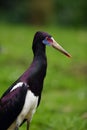 Abdim`s stork Ciconia abdimii, also known as white-bellied stork, portait. Portrait of the small stork with green backgroun