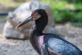 Abdim`s stork Ciconia abdimii, also known as white-bellied stork close up in the sunshine in the middle east Royalty Free Stock Photo