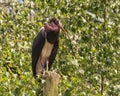 Abdim`s Stork, Ciconia abdimii, a black stork with grey legs, red knees and feet, grey bill, and white underparts