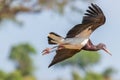 Abdim`s stork Ciconia abdimii flying in the air, Murchison Falls National Park, Uganda. Royalty Free Stock Photo