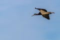 Abdim`s stork Ciconia abdimii flying in the air, Murchison Falls National Park, Uganda. Royalty Free Stock Photo