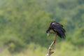 Abdim`s stork Ciconia abdimii, Murchison Falls National Park, Uganda. Royalty Free Stock Photo
