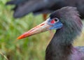 Abdim\'s Stork (Ciconia abdimii) Outdoors Royalty Free Stock Photo