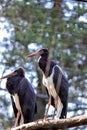 Abdim\'s Stork (Ciconia abdimii) Outdoors Royalty Free Stock Photo