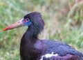 Abdim\'s Stork (Ciconia abdimii) Outdoors Royalty Free Stock Photo