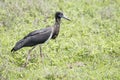 Abdim`s stork Ciconia abdimii stands in a meadow in Tanzania Royalty Free Stock Photo