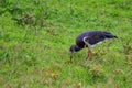 The Abdim`s stork or Ciconia abdimii Royalty Free Stock Photo