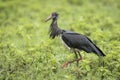 Abdim`s stork walking in the rain in green bush in Ngorongoro Crater in Tanzania