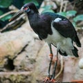 Abdim`s Stork, White Bellied Stork