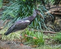 Abdim`s Stork, White Bellied Stork