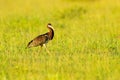 Abdim`s white-bellied stork, Ciconia abdimii, walking in the grass, Okavango delta, Moremi, Botswana. River with bird in Africa.