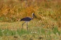 Abdim\'s white-bellied stork, Ciconia abdimii, Okavango Botswana. Royalty Free Stock Photo