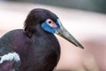 Abdim Stork closeup with soft diffused background