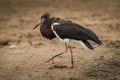 Abdim stork crosses mud with foot raised