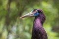 Abdim Stork on a diffuse green background