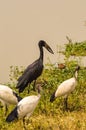 Abdim Stork and sacred ibis along