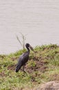 Abdim Stork and sacred ibis along a waterhole