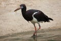 Abdim's stork (Ciconia abdimii). Royalty Free Stock Photo