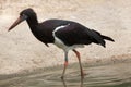 Abdim's stork (Ciconia abdimii). Royalty Free Stock Photo