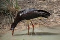 Abdim's stork (Ciconia abdimii) Royalty Free Stock Photo