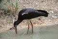 Abdim's stork (Ciconia abdimii) Royalty Free Stock Photo