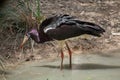 Abdim's stork (Ciconia abdimii) Royalty Free Stock Photo