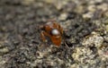 Abdomen of Myrmica ant on aspen wood Royalty Free Stock Photo