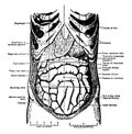 Abdomen vintage illustration