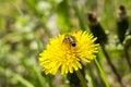 Abdomen wasp on dandelion Royalty Free Stock Photo