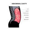 Abdominal cavity anatomy