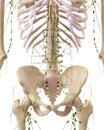 The abdominal lymph nodes Royalty Free Stock Photo