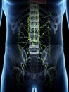 The abdominal lymphatic system Royalty Free Stock Photo