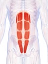 The abdominal muscles