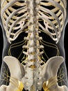 The abdominal nerves Royalty Free Stock Photo