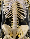 The abdominal nerves Royalty Free Stock Photo