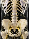 The abdominal nerves Royalty Free Stock Photo