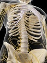 The abdominal nerves Royalty Free Stock Photo