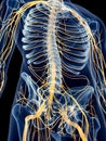 The abdominal nerves