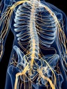 The abdominal nerves Royalty Free Stock Photo