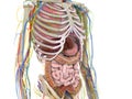 The abdominal organs