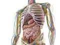 The abdominal organs Royalty Free Stock Photo