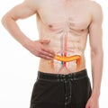 Abdominal Pain - Colon Intestine Right Side Pain - REAL Anatomy Royalty Free Stock Photo