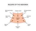 Abdominal Region. Vector illustration on isolated background