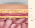 Abdominal wall cross section Anatomy. Abdominal wall layers