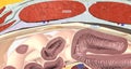 The abdominal wall is made up of a set of layered structures that surround and enclose the abdominal cavity