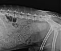 Abdominal X Ray of a Constipated Dog Royalty Free Stock Photo