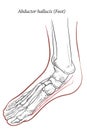 Abductor hallucis muscle foot. Royalty Free Stock Photo